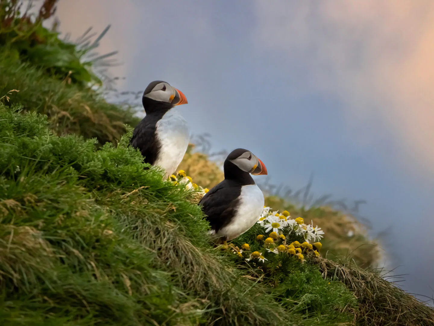 En tête à tête avec les macareux