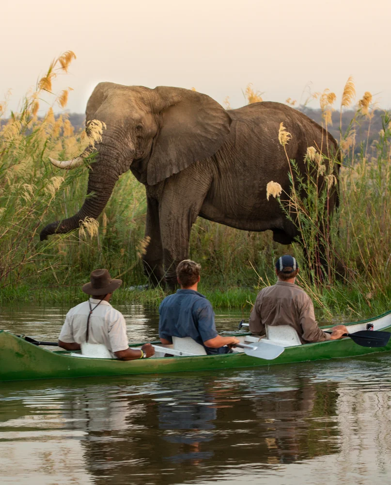 Immersion sauvage en canoë