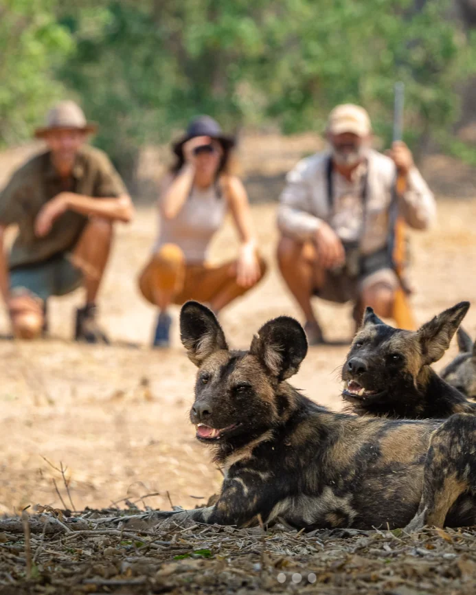 Cinq rencontres rares pour un safari d’exception