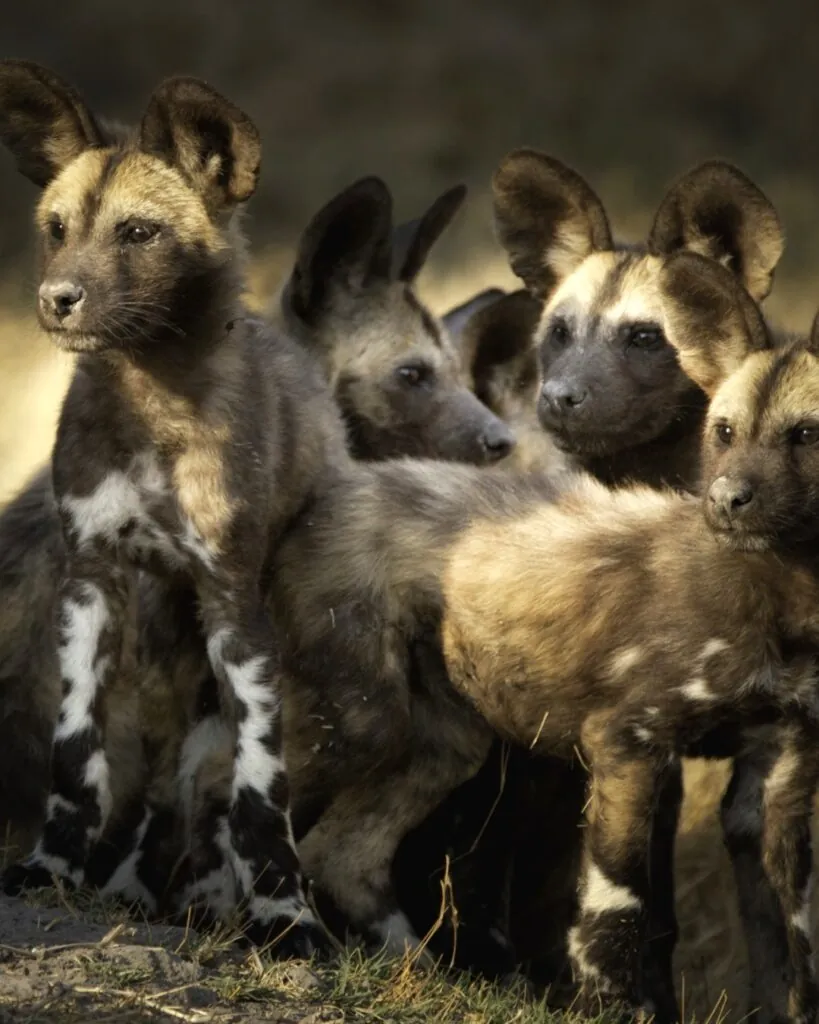 Cinq rencontres rares pour un safari d’exception