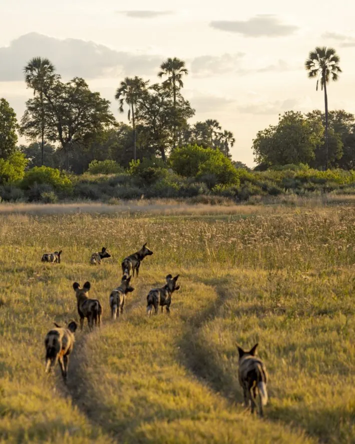 Cinq rencontres rares pour un safari d’exception