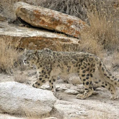 Inde Ladakh
