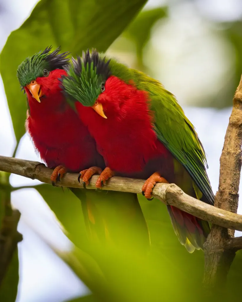 Comment voyager aux Îles Australes, au sud de Tahiti