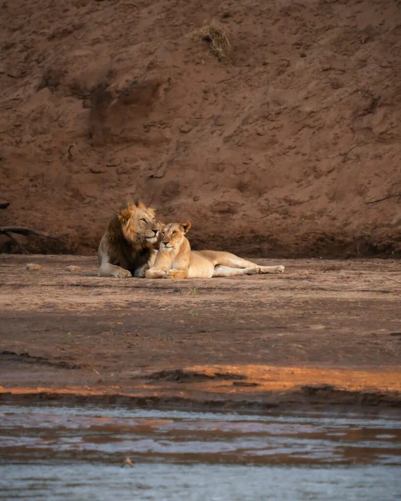 Safari au Kenya : découvrir les conservancies lors d'un voyage sur mesure