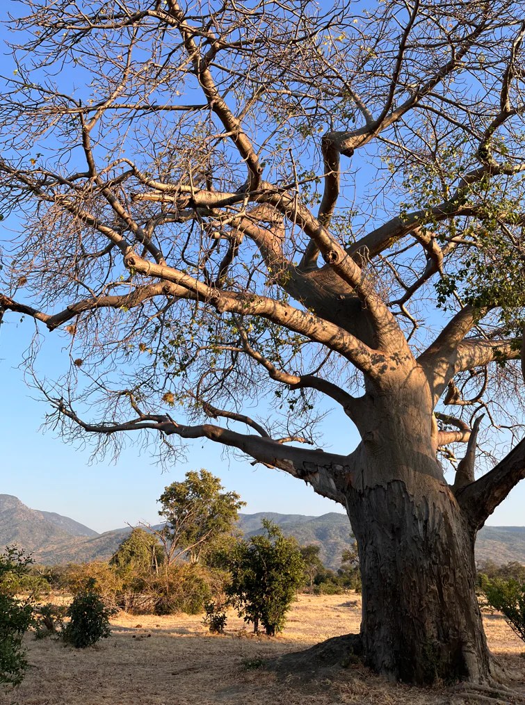 Lusaka - Lower Zambezi : le safari commence depuis les airs 